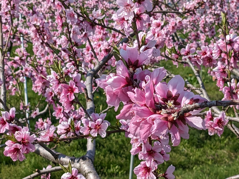【夏ギフト】なつおとめ池多桃（10・9・8・7玉）