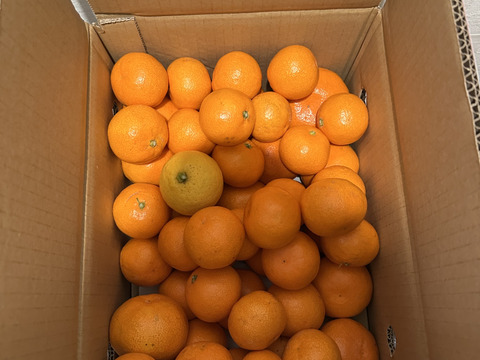 【前回即完売】糖度最高クラス！濃い味好きのための有田みかん 5キロ箱 和歌山県 有田 みかん 2S~3Lサイズ　家庭用キズあり