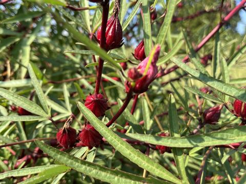 栽培期間中農薬化学肥料不使用！生ローゼル500g