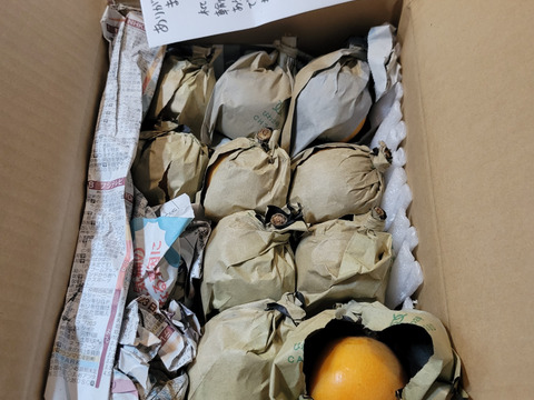 房州びわ2kg(露地栽培、農薬・化学肥料不使用)＊袋びわ