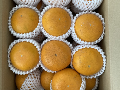 まる美の果汁たっぷり完熟清見オレンジ5kg