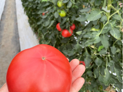 丹波の恵❗️絶妙な甘さのトマトを食卓に❗️【約2k入❗️】