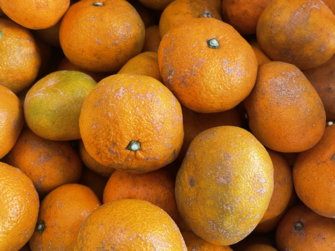 【わけあり】自然栽培 古田温州みかん 10kg 周防大島産