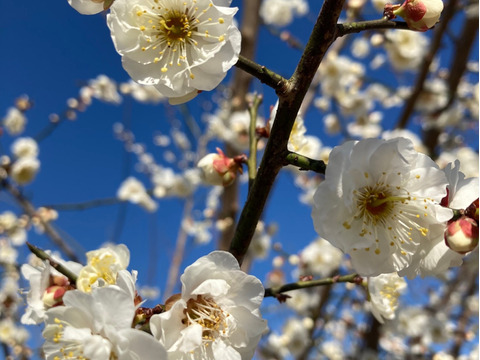 ⭐︎完全予約販売⭐︎ 和歌山が誇るブランド梅！南高梅✨サイズ混合（S〜L）5kg