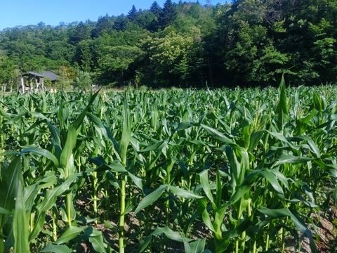 🌽サニーショコラ・ライラ　１０本入り🌽　甘くて後味すっきり♪
