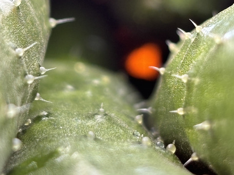 太陽のごちそう！パリッとひなたきゅうり A品1kg(箱重量込)