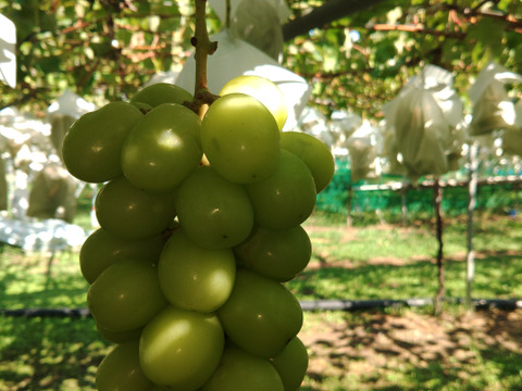 訳あり🍇朝採り🍇　果汁たっぷりのシャインマスカット(3kg ・6～7房入り)