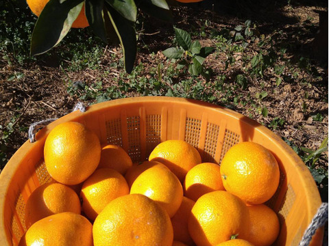 早生みかんの代表格　宮川早生（ご家庭用・5kg）