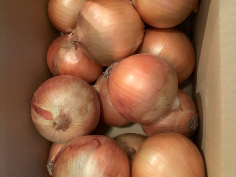 【野菜ソムリエサミット金賞🏆】淡路島玉ねぎ5kg