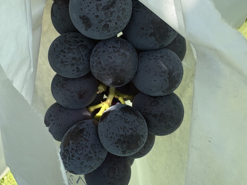 🉐小粒、ナガノパープル約1.0kg(2〜4房)