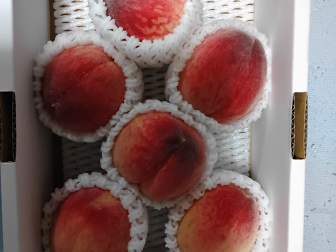 【家庭用】温室桃「日川白鳳」計900g(5〜8個入り)