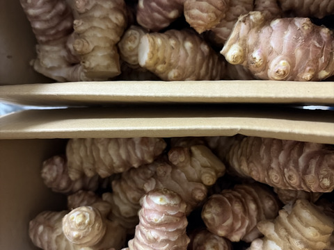 【大きい！仮洗浄済み！】イヌリンたっぷり♪香川県産紅キクイモ　4kg(きくいも、菊芋)