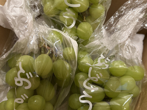 【数量限定お試し価格】シャインマスカットご家庭用(訳あり品)　3200円→2700円　1kg〜1.2kg(3〜5房) 平均糖度20度前後