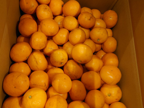 食べ過ぎ注意！山畑の有田みかん 10kg
