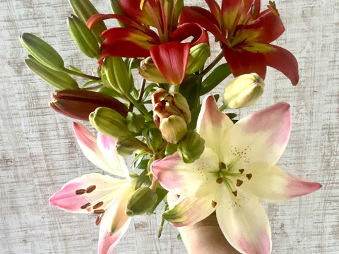 【5本、40㎝】大人可愛いユリ（つぼみ）