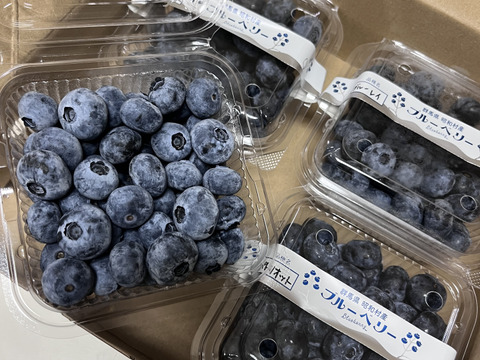◉群馬県産◉品種別◉フレッシュ ブルーベリー◉200g×4パック◉農薬不使用