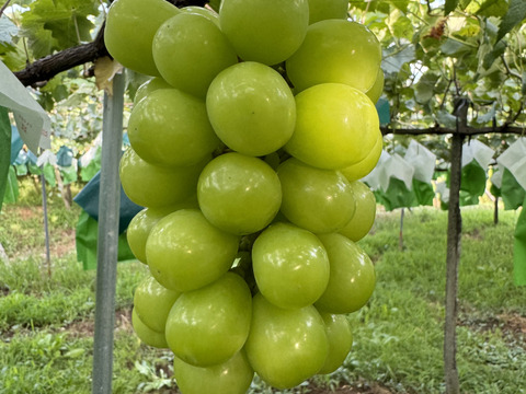 山梨県産「シャインマスカット」