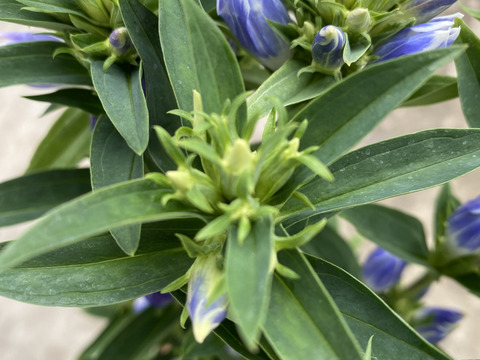 パステル　リンドウ　りんどう　10本　クール便