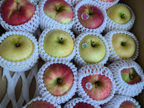 2024年産完売御礼✨特別栽培りんご🍎🍏おまかせりんご3種食べ比べ5kg🍎🍏 訳ありご家庭用 りんご詰合せ 化学肥料不使用 青森県特別栽培認証 皮ごとおいしい🍴