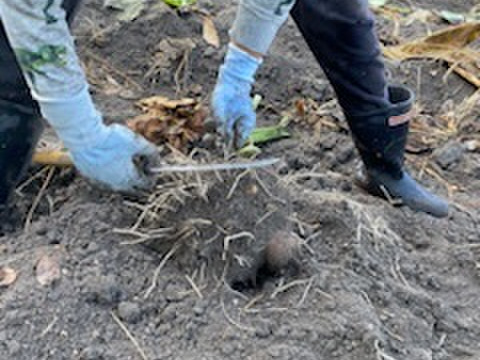 絶品！掘りたて新鮮の自然栽培の里芋 2kg！農薬不使用！おいしい野菜
