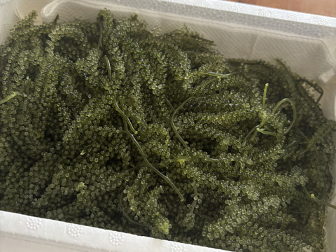 【生産者直送】生海ぶどう(茎付き) 500g