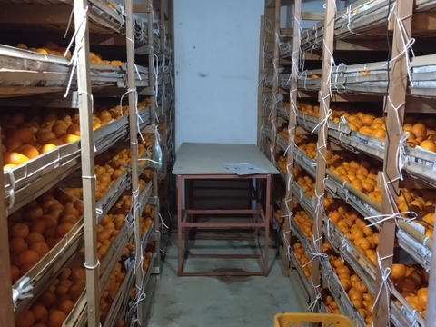 蔵出し貯蔵晩生みかん(Lサイズ箱込み約3kg)