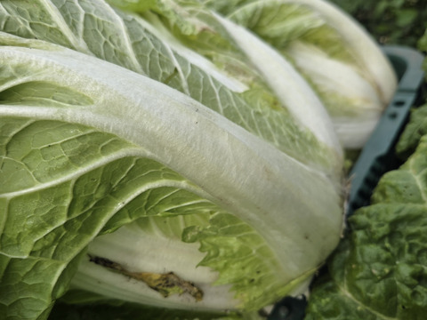 【少量内容量】自然栽培大根×白菜×ネギ(堆肥、農薬、肥料一切無し)