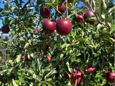 綺麗な秋映 5キロ箱 12～18玉 長野県産