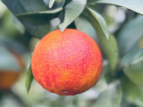 ブラッドオレンジ　モロ