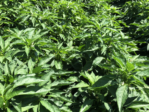 新鮮 青唐辛子 農場栽培 青唐辛子 農場栽培 新鮮