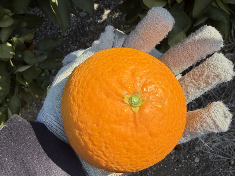 愛媛県八幡浜市産 清見オレンジ(8kg)