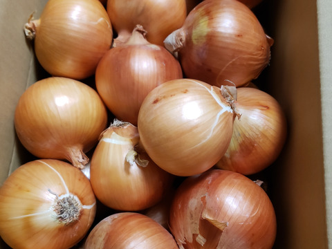 【野菜ソムリエサミット金賞🏆】淡路島玉ねぎ10kg