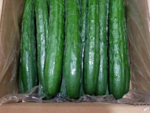 朝採り！信州産きゅうりA品2kg（箱重量込・正味1.8㎏）