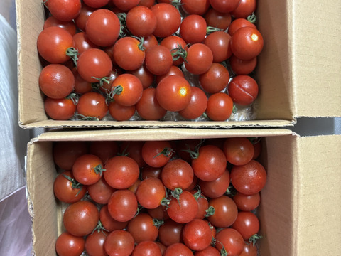 食べ出したら止まらない※おいし～甘～いトマ糖※フルティカ糖度９度以上※１ｋｇ