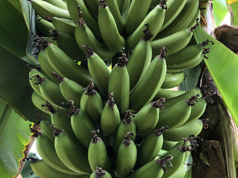 皮まで食べるバナナの新常識です！！
愛媛県鬼北町
純国産　高級スマイルイン・バナナ　１本