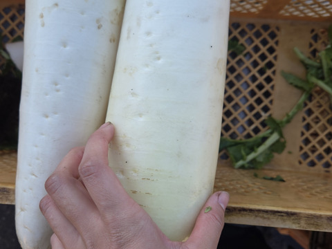 大量消費者向け！自然栽培【洗い】大根
