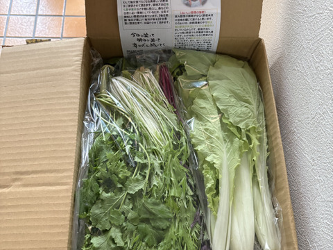 👑2年連続アワード受賞👑【未来をつくる笑み野菜】宮崎県産☆季節のお野菜セットM(8～9品程度)☆