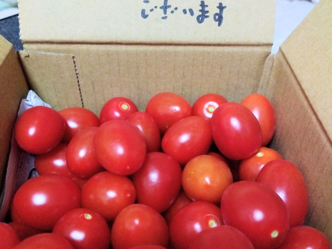 訳ありアイコ1kg箱(A品)ヘタ無し、傷あり。美味しい＋満足‼︎おすすめアイコ