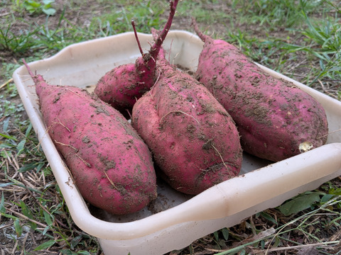 さつまいも5キロ さつまいも5kg ☆１枚目の写真が約1kgなので✕5☆掘りたて☆農薬、化学肥料、除草剤不使用☆