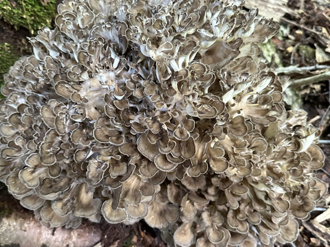 天然舞茸１ｋｇ　茶、黒のみ