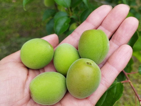 爽やかな酸味と香り　青梅２kg【自然栽培】