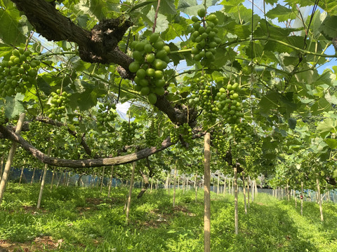 岡山県産✨サマーブラック🍇粒売り1kg入