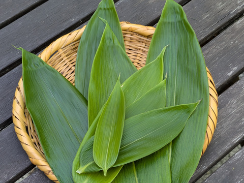 笹の葉　３０枚　大小様々　新葉多め