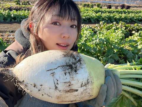 100[信州産]特大！トロトロ大根｢あじまるみ｣