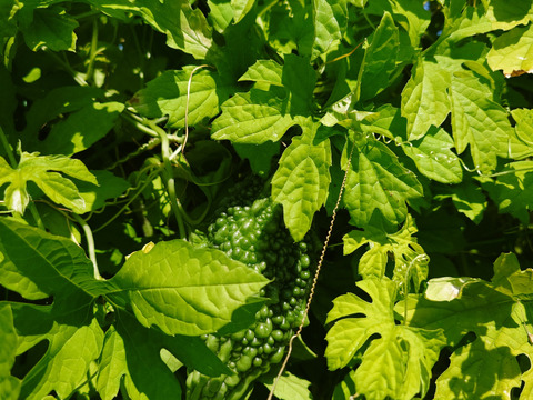 秋の自然栽培野菜LLセット7種類〜《12月、自然栽培野菜5.5kg前後80サイズ》朝採りで超新鮮［季節の固定種在来種専門農家だからできる］淡路島から初収穫固定種人参いり