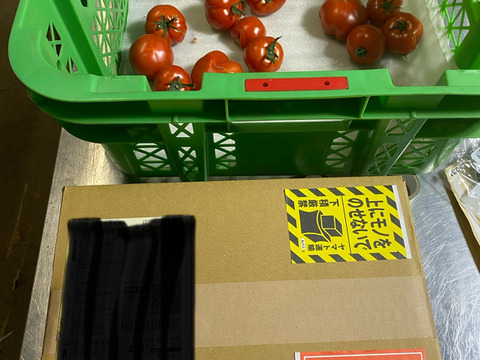 甘くて皮が薄くて食べやすい　福井県産ミディトマト『越のルビー』1Kg！約　1100g入り