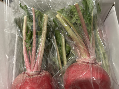 可愛い赤かぶ【もものすけ】❗️お漬物やサラダに！8本入り‼️手で皮がツルッと剥けます‼️