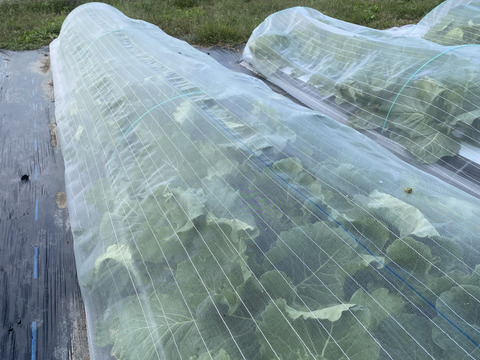 8【数量限定】農薬不使用の旨キャベツ！今だけの柔らかい春キャベツを是非！