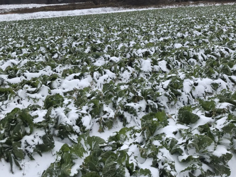【規格外】白神山地とEM菌が育てた『寒締め白菜』２玉／２kg～３kg