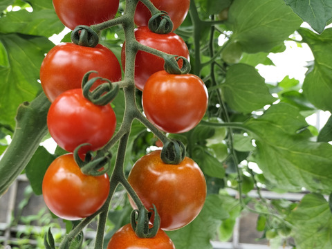 完熟冷凍ミニトマト　1.8ｋｇ★　パチャママ農園